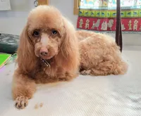 ANGEL, a female Poodle - Toy  for sale in Snowflake, AZ – Photo 4 of 10