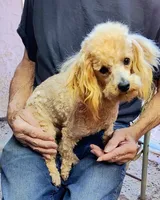 ANGEL, a female Poodle - Toy  for sale in Snowflake, AZ – Photo 2 of 10