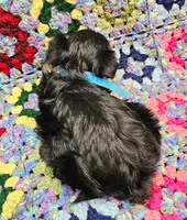 THOMAS, a male Maltese and Morkie for sale in Snowflake, AZ – 4 of 7