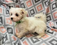 SNOWFLAKE , a female Maltese and Morkie for sale in Snowflake, AZ – 2 of 10