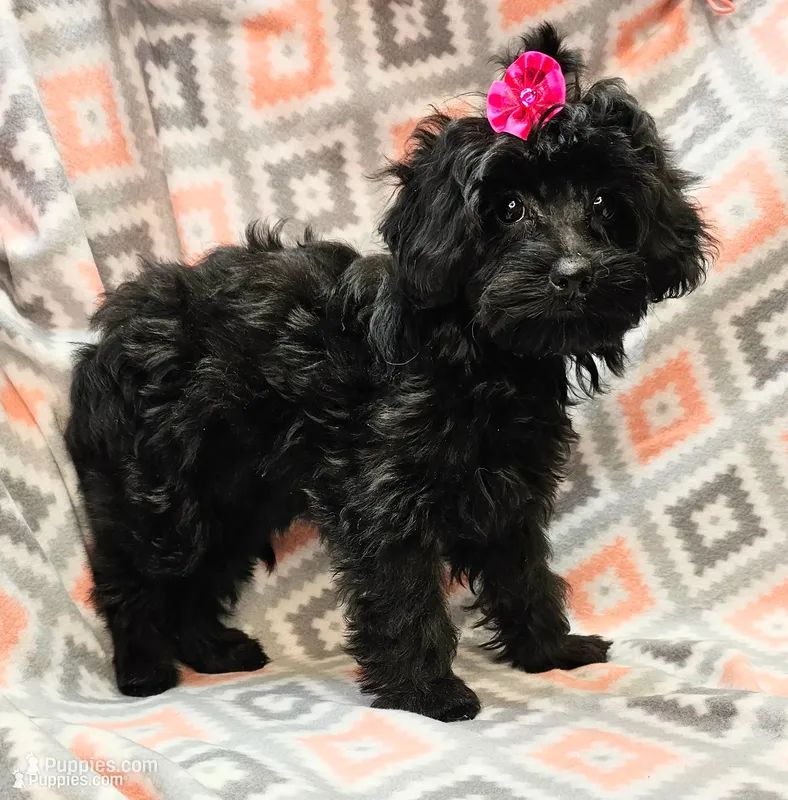 Whitney  – Yorkipoo puppy for sale in Snowflake, AZ