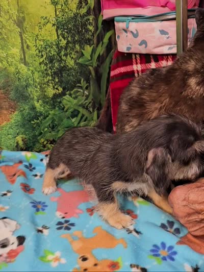 Bristol , a male Toy Australian Shepherd and Mal Shi for sale in Snowflake, AZ – 7 of 7