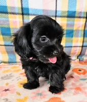 ANGIE, a female Morkie for sale in Snowflake, AZ – 2 of 8