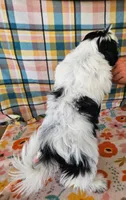 HART, a male Mal Shi for sale in Snowflake, AZ – 6 of 7