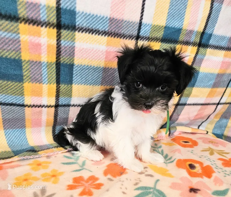 Playful Patch – Maltese, Mal Shi puppy for sale in Snowflake, AZ