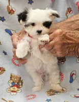 Puperoni, a male Morkie for sale in Snowflake, AZ – 3 of 10