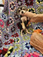 SARA, a female Morkie for sale in Snowflake, AZ – 5 of 7