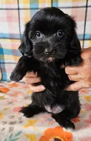 ANGIE, a female Morkie for sale in Snowflake, AZ – 5 of 8