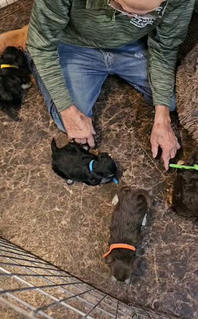 NESTLE , a male Yorkshire Terrier and Morkie for sale in Snowflake, AZ – 8 of 9