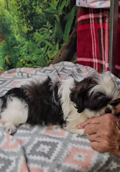 SADIE, a female Mal Shi for sale in Snowflake, AZ – 7 of 7