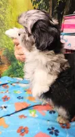 MACKY, a male Toy Australian Shepherd and Mal Shi for sale in Snowflake, AZ – 6 of 8