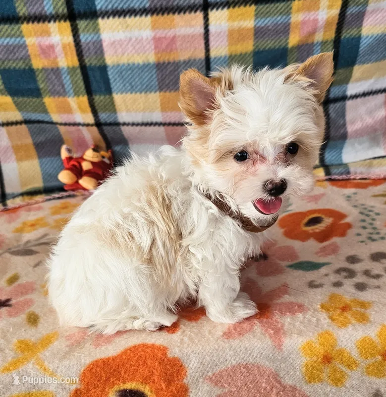 Revolver – Maltese, Yorkshire Terrier puppy for sale in Snowflake, AZ