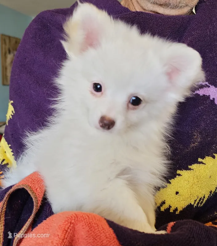 LINDSAY  – Pomeranian, Morkie puppy for sale in Snowflake, AZ
