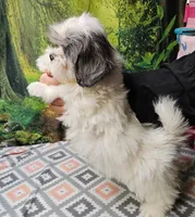 MARIA, a female Toy Australian Shepherd and Mal Shi for sale in Snowflake, AZ – 6 of 7