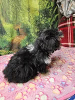 FANNY, a female Toy Australian Shepherd and Mal Shi for sale in Snowflake, AZ – 3 of 7