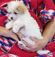 Garnett, a male Morkie for sale in Snowflake, AZ – 3 of 9