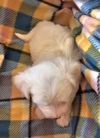 ALLISON , a female Morkie for sale in Snowflake, AZ – 2 of 3