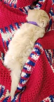 SUNKIST, a female Shih Tzu and Morkie for sale in Snowflake, AZ – 3 of 6