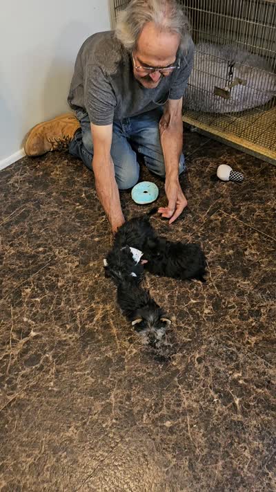 BAMBI, a female Yorkshire Terrier and Morkie for sale in Snowflake, AZ – 8 of 8
