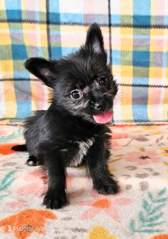 Onyx – Pomeranian, Morkie puppy for sale in Snowflake, AZ