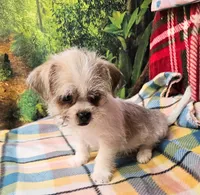 Candy , a female Pekingese for sale in Snowflake, AZ – 7 of 8