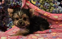 BAMBI, a female Yorkshire Terrier and Morkie for sale in Snowflake, AZ – 2 of 8