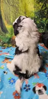 Hart, a male Mal Shi for sale in Snowflake, AZ – 3 of 9