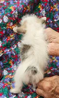 Cali, a female Morkie for sale in Snowflake, AZ – 4 of 8
