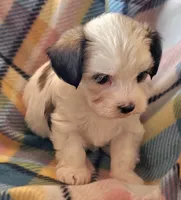 ANNIE , a female Morkie for sale in Snowflake, AZ – 3 of 6
