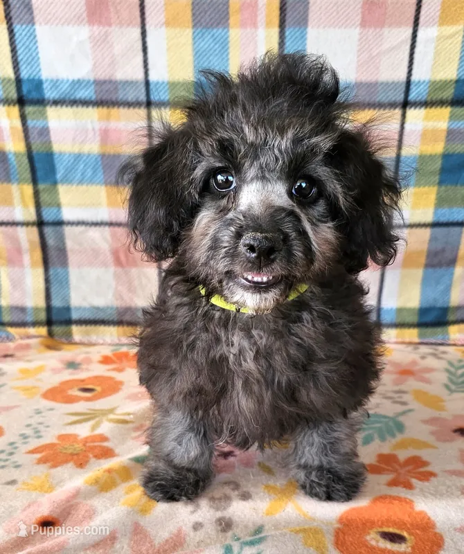NAOMI, a female Maltipoo for sale in Snowflake, AZ – 1 of 7