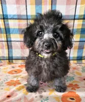 NAOMI, a female Maltipoo for sale in Snowflake, AZ – 1 of 7