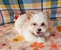 Revolver, a male Maltese and Yorkshire Terrier for sale in Snowflake, AZ – 5 of 9
