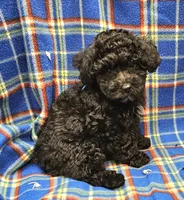 DINO, a male Maltipoo for sale in Snowflake, AZ – 2 of 7