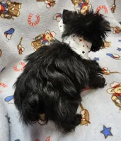 TOTO, a male Yorkshire Terrier and Morkie for sale in Snowflake, AZ – 7 of 9