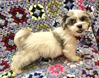 Breezy , a female Maltese and Toy Australian Shepherd for sale in Snowflake, AZ – 7 of 10