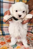John, a male Shih Tzu and Morkie for sale in Snowflake, AZ – 5 of 6