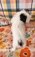Pistol , a male Maltese and Yorkshire Terrier for sale in Snowflake, AZ – 3 of 10