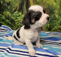 JACK, a male Toy Australian Shepherd for sale in Snowflake, AZ – 3 of 8