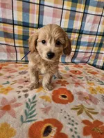 Sunny, a male Yorkipoo for sale in Snowflake, AZ – 5 of 9