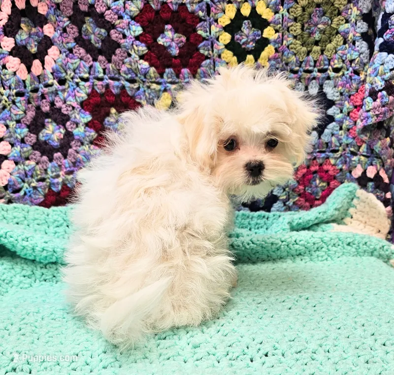 Igloo – Maltese, Mal Shi puppy for sale in Snowflake, AZ