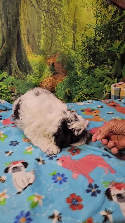 Hart, a male Mal Shi for sale in Snowflake, AZ – 9 of 9