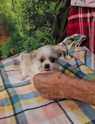 Candy , a female Pekingese for sale in Snowflake, AZ – 8 of 8