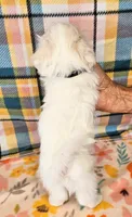 Snowbird, a male Maltese and Mal Shi for sale in Snowflake, AZ – 4 of 6