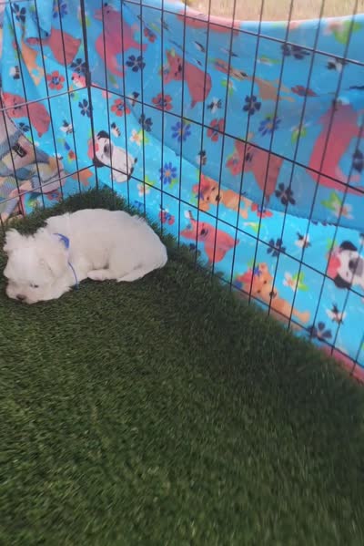 Spot, a male Maltese and Shih Tzu for sale in Snowflake, AZ – 9 of 9