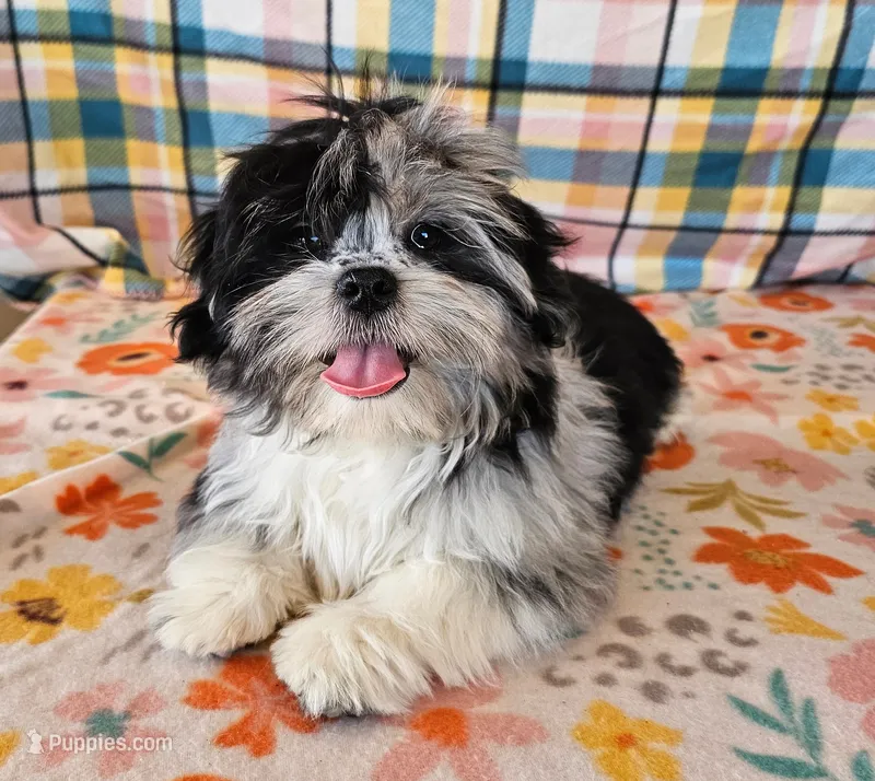 MACKY – Toy Australian Shepherd, Mal Shi puppy for sale in Snowflake, AZ