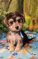 Boscoe, a male Morkie for sale in Snowflake, AZ – 4 of 6
