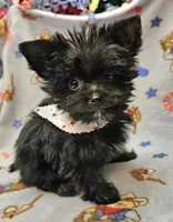 TOTO, a male Yorkshire Terrier and Morkie for sale in Snowflake, AZ – 4 of 9