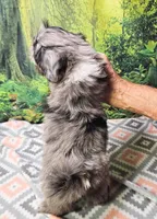 SABRINA , a female Toy Australian Shepherd and Mal Shi for sale in Snowflake, AZ – 3 of 8