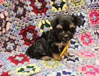 MILLIE, a female Yorkshire Terrier and Morkie for sale in Snowflake, AZ – 4 of 8