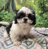 SADIE, a female Mal Shi for sale in Snowflake, AZ – 5 of 7